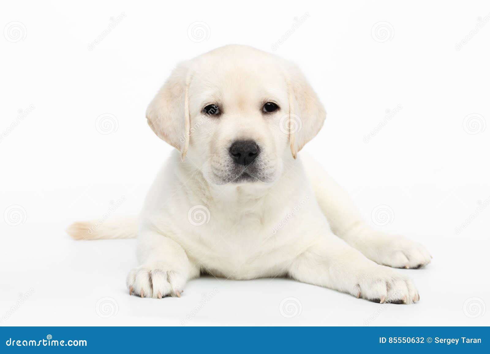 Featured image of post Cachorro Com Fundo Branco / Cachorro cachorro urina tapete impermeável reutilizável la.