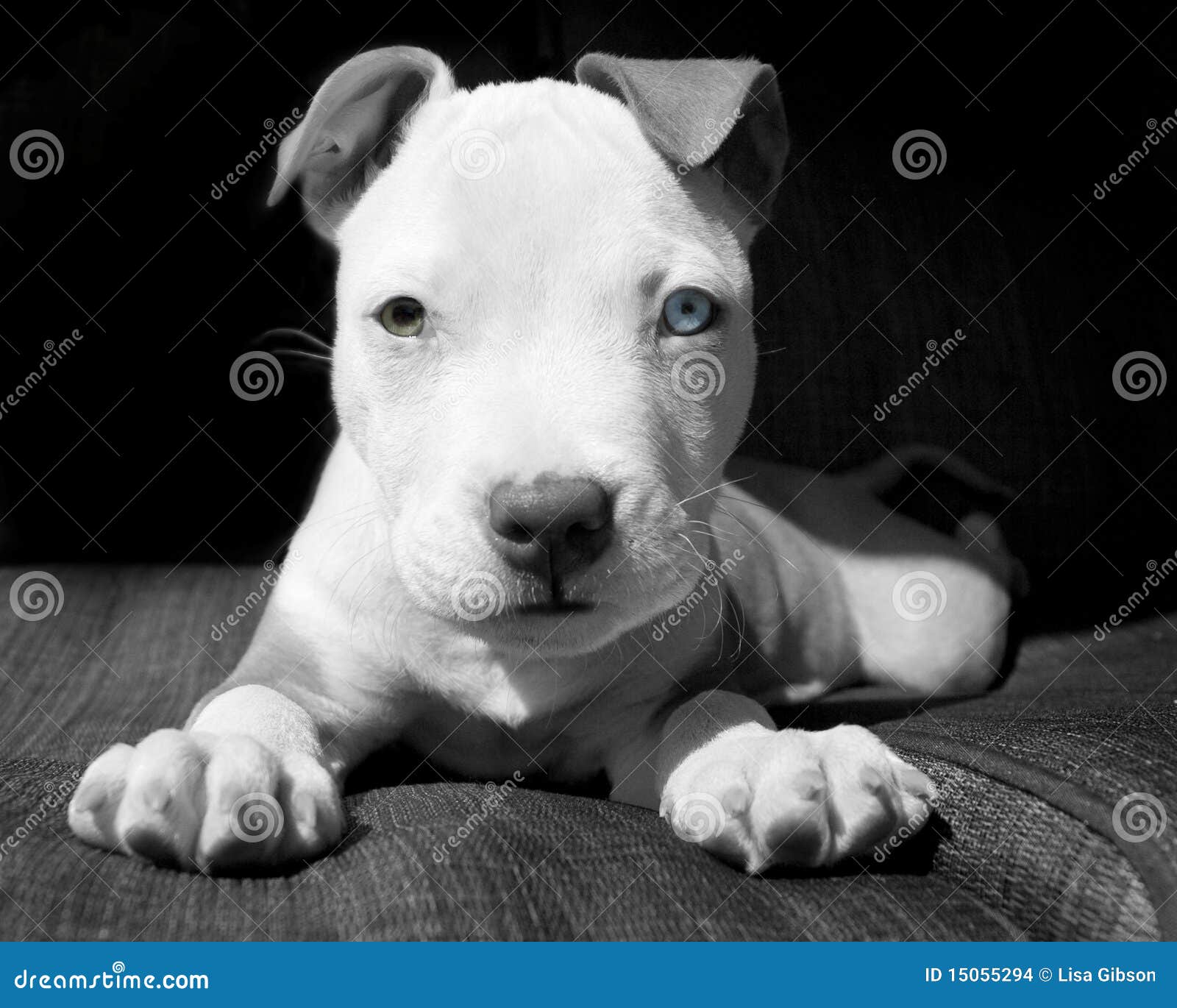 Filhote De Pitbull Branco E Castanho Foto de Stock - Imagem de olhar,  fofofo: 15055294, image size:1600x1370