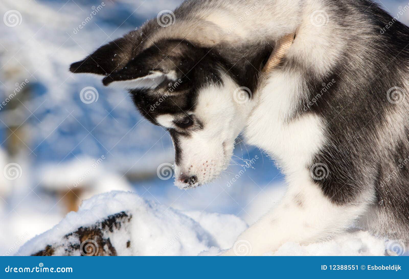 Filhote de cachorro do cão de puxar trenós Siberian na neve. Filhote de cachorro do cão de puxar trenós Siberian que escala as árvores na neve.