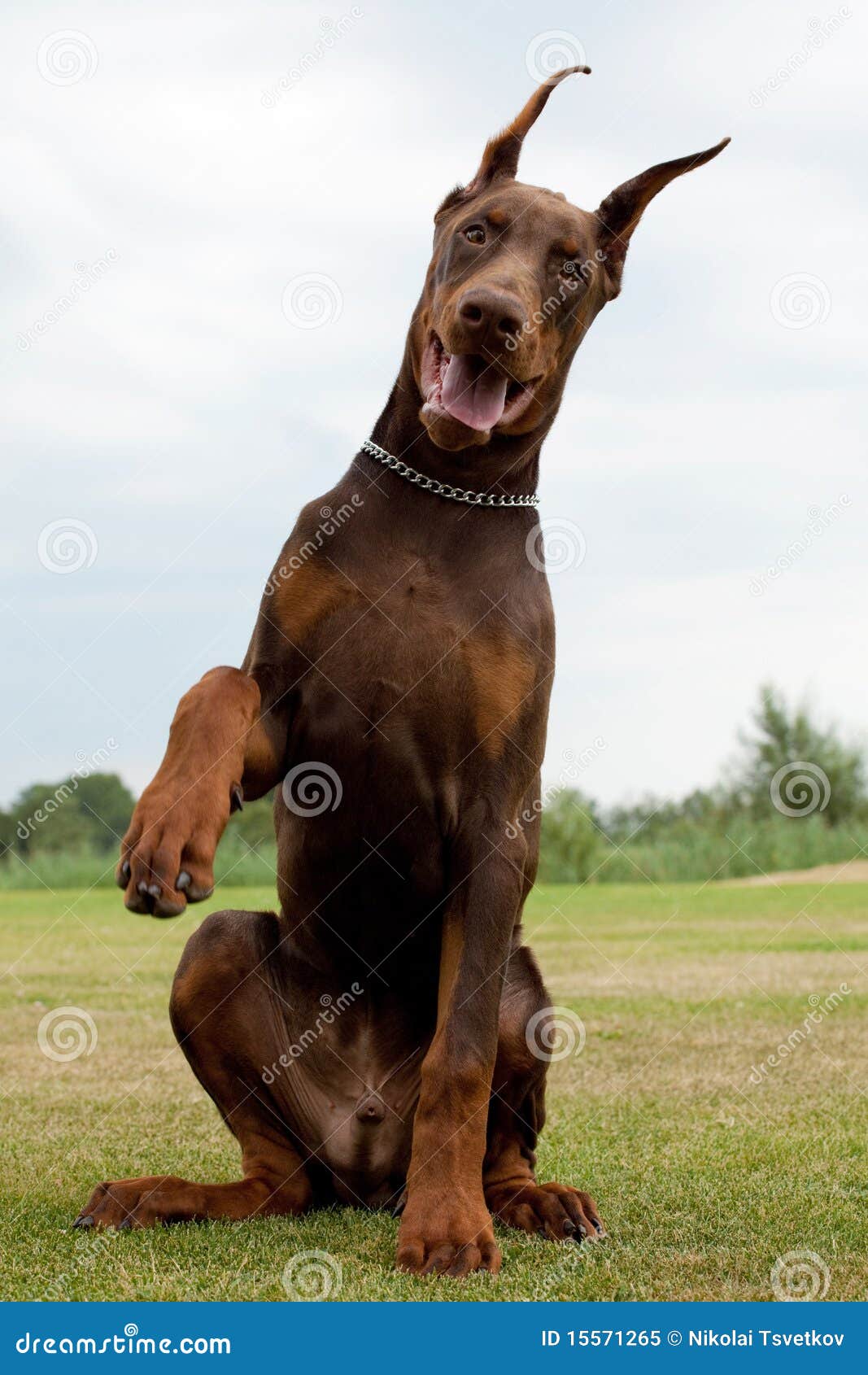 Filhote de Doberman imagem de stock. Imagem de canino - 15571265, image size:1067x1690
