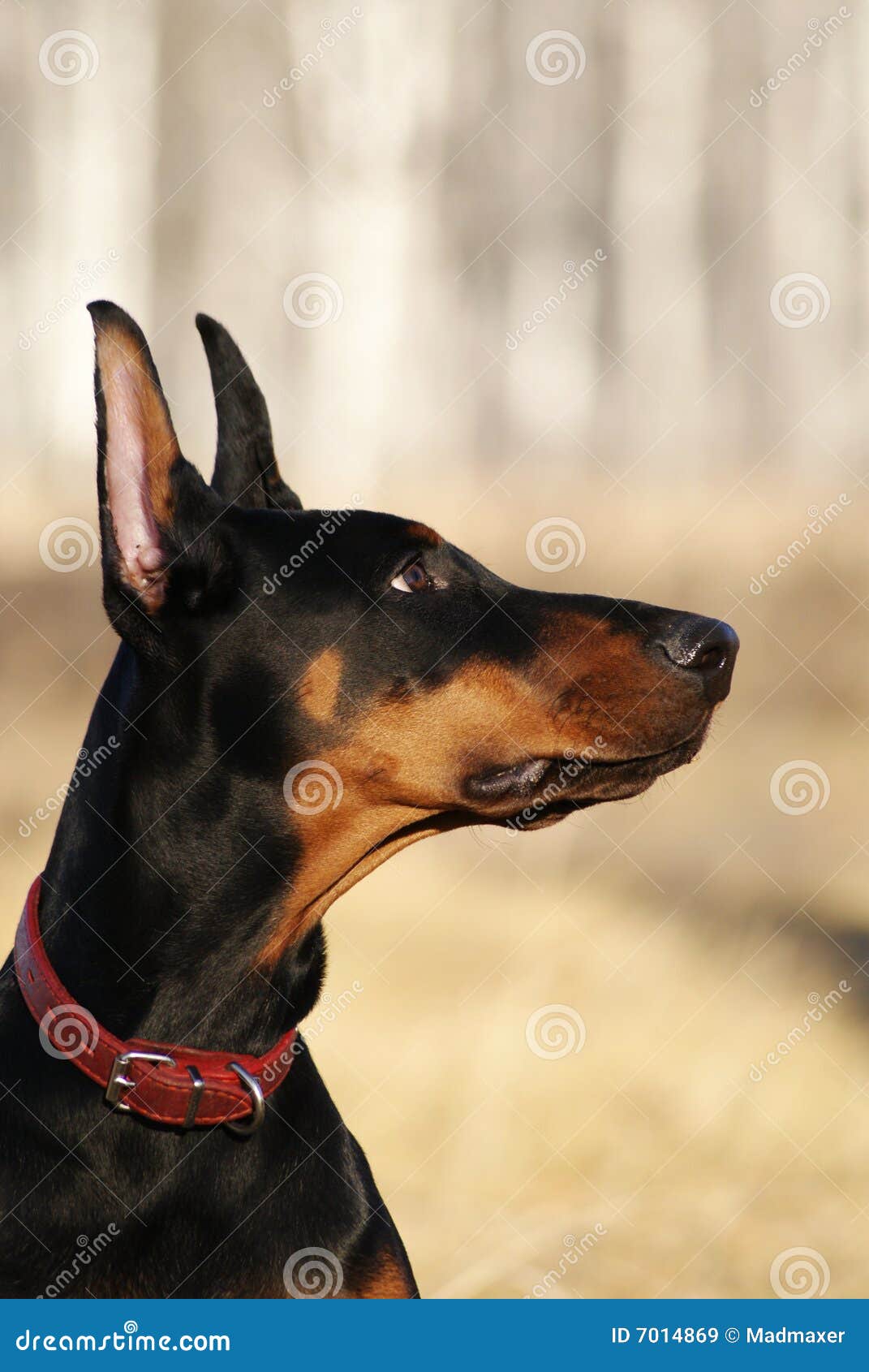 Filhote de Doberman imagem de stock. Imagem de produzir - 7014869, image size:1071x1690