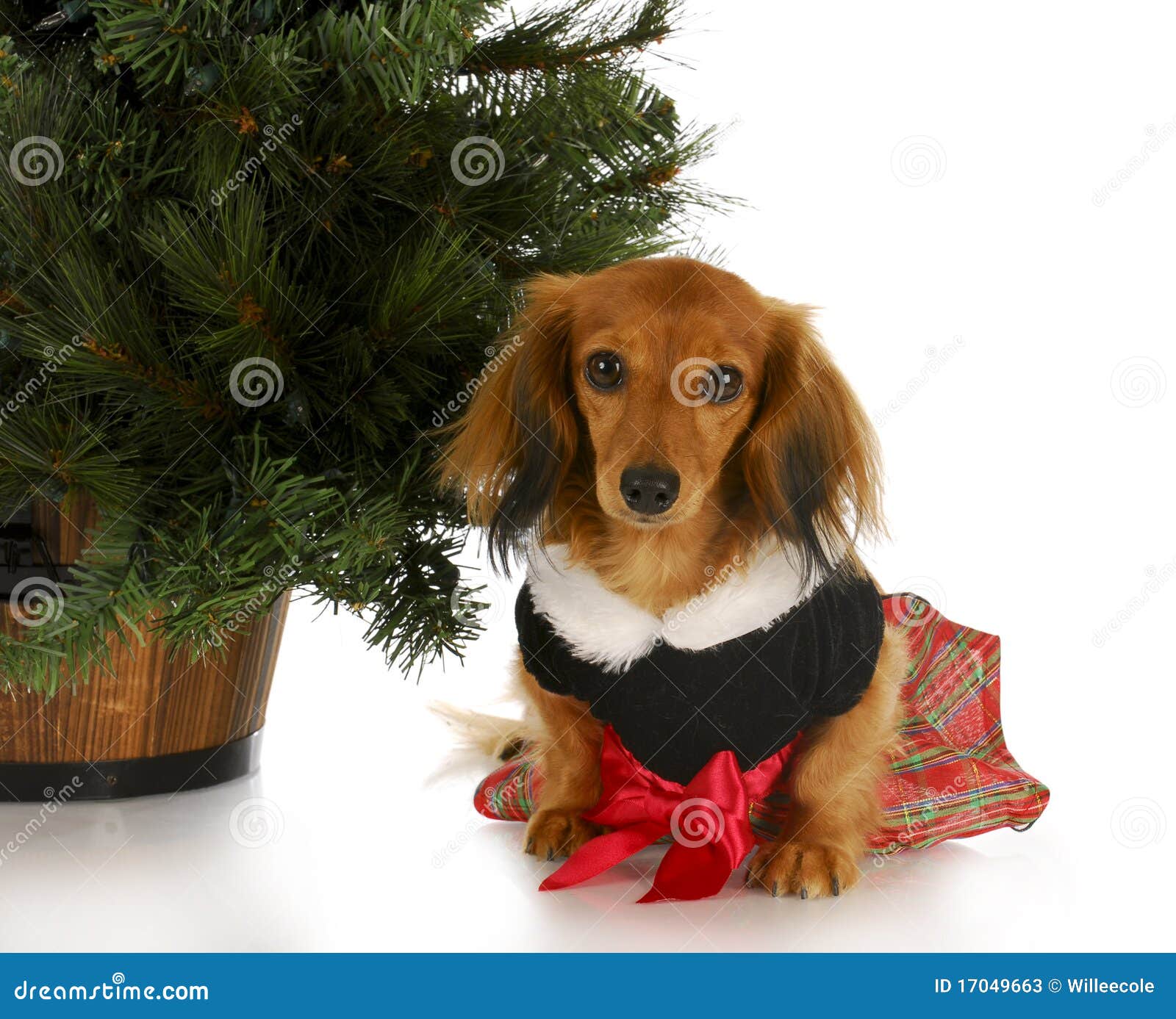 Filhote De Cachorro Do Natal Imagem de Stock - Imagem de traje, longo:  17049663, image size:1600x1387