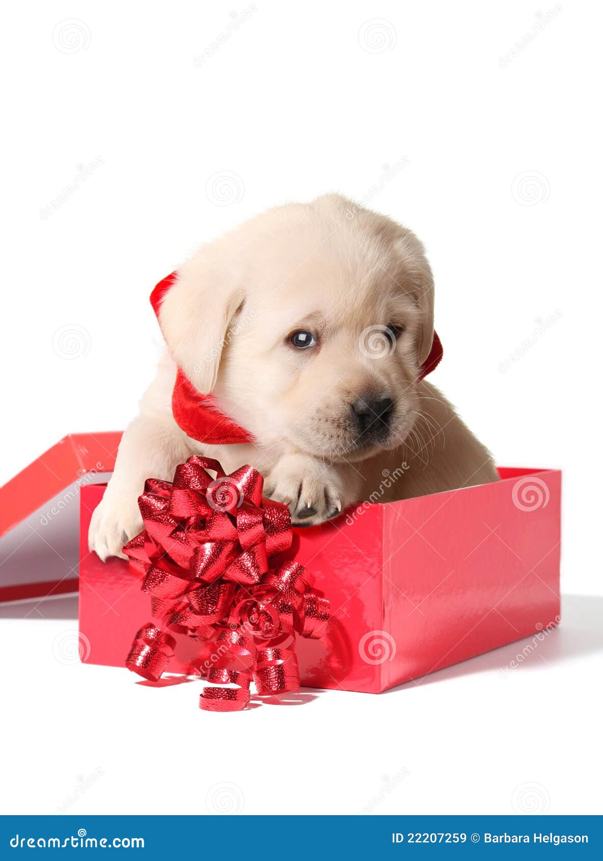Cachorrinho de Natal imagem de stock. Imagem de pouco - 22207259, image size:1184x1690