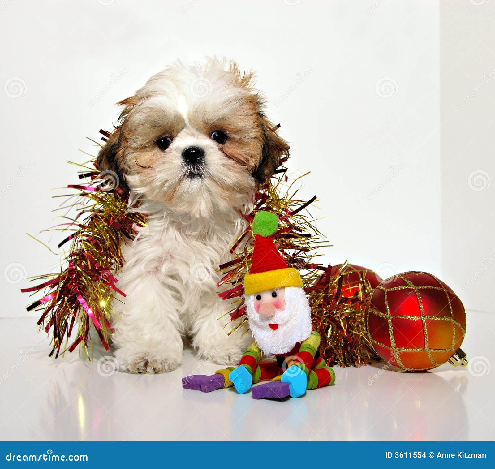 Featured image of post Fundo Cachorro Natal : A maior comunidade de compra e venda online da américa latina.