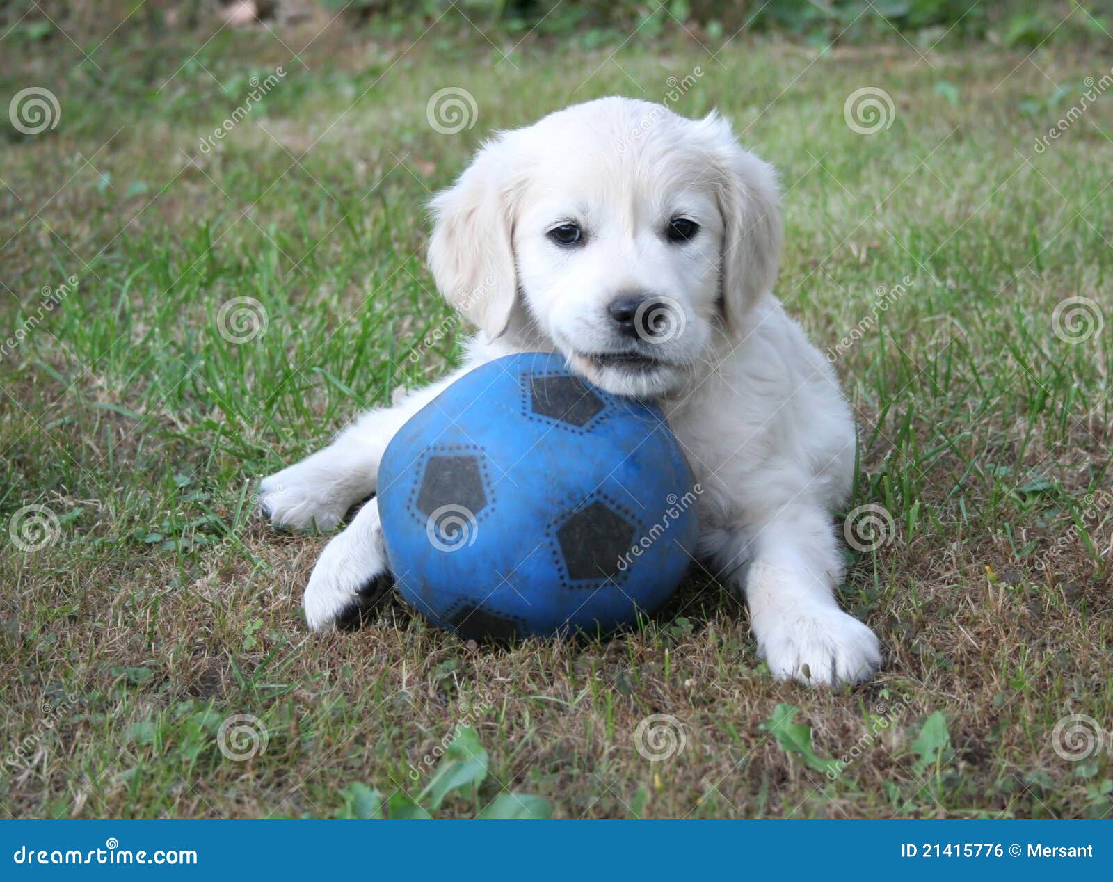 Filhote de cachorro do retriever dourado. Um filhote de cachorro pequeno do retriever dourado