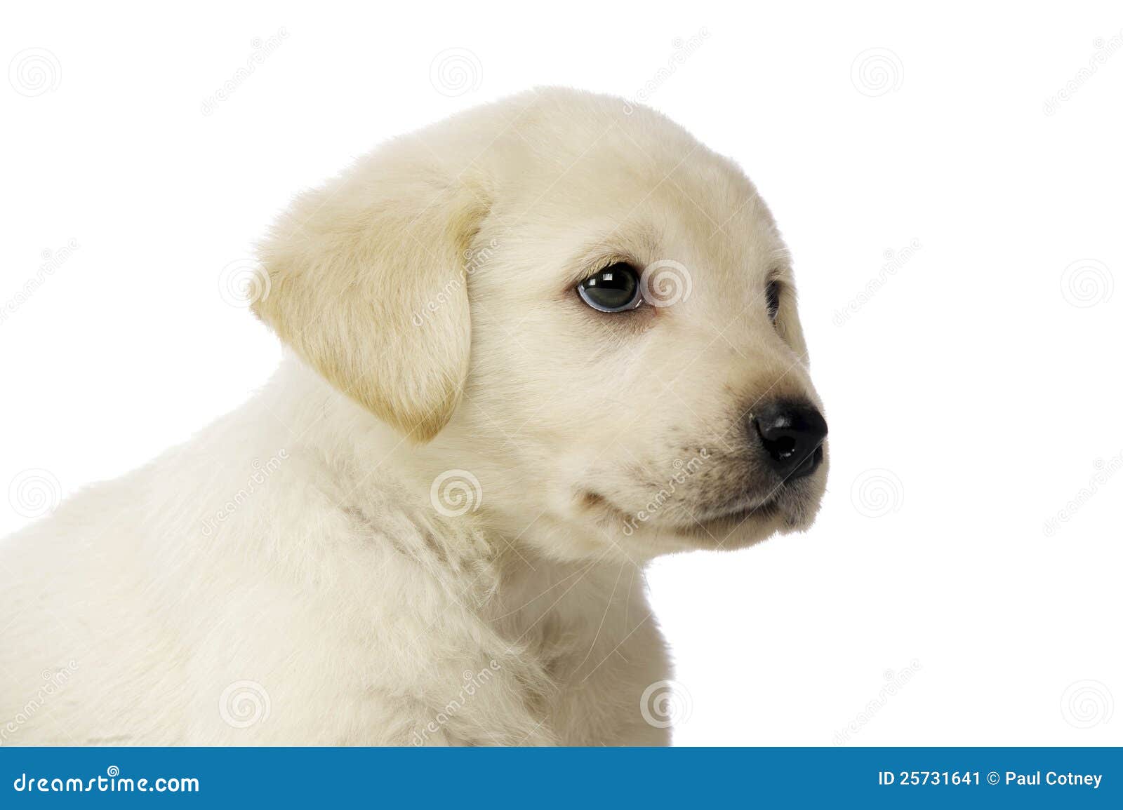 Filhote de cachorro dourado de Labrador isolado em um fundo branco