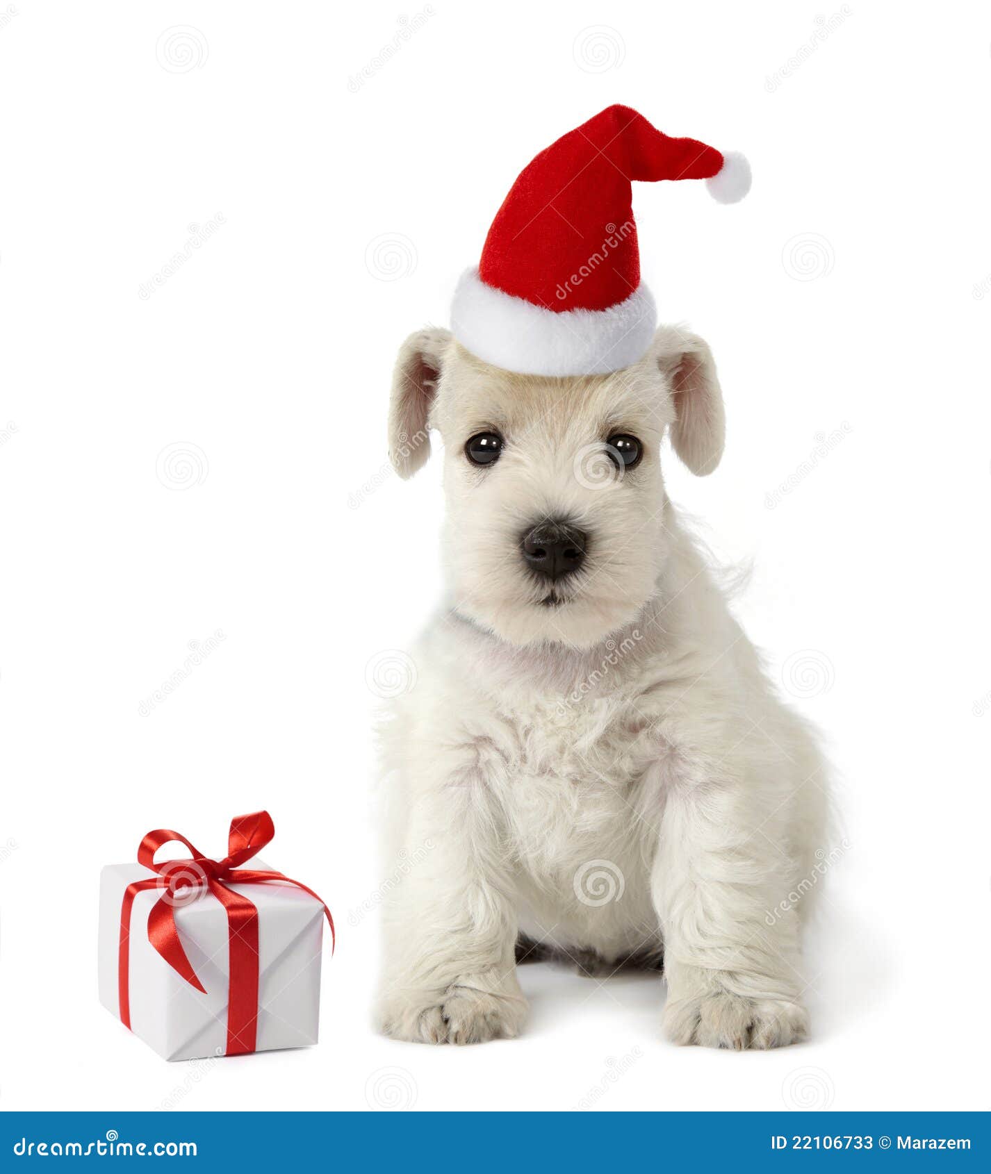 Filhote E Presente De Natal Imagem de Stock - Imagem de pouco, canino:  22106733, image size:1426x1690