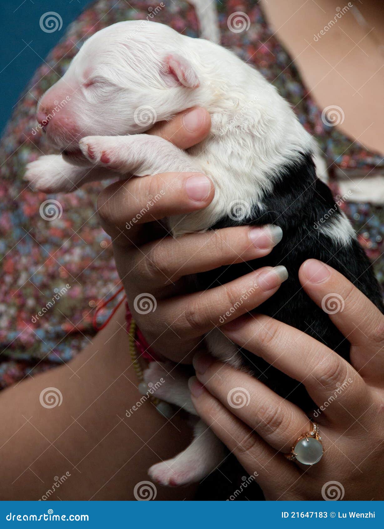 Filhote De Cachorro Inglês Velho Do Sheepdog Imagem de Stock - Imagem de  caucasiano, canino: 21647129