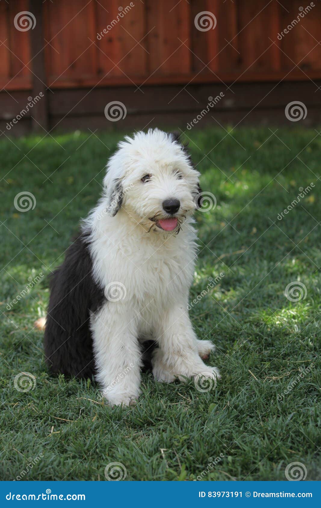 Filhote De Cachorro Inglês Velho Do Sheepdog Foto de Stock