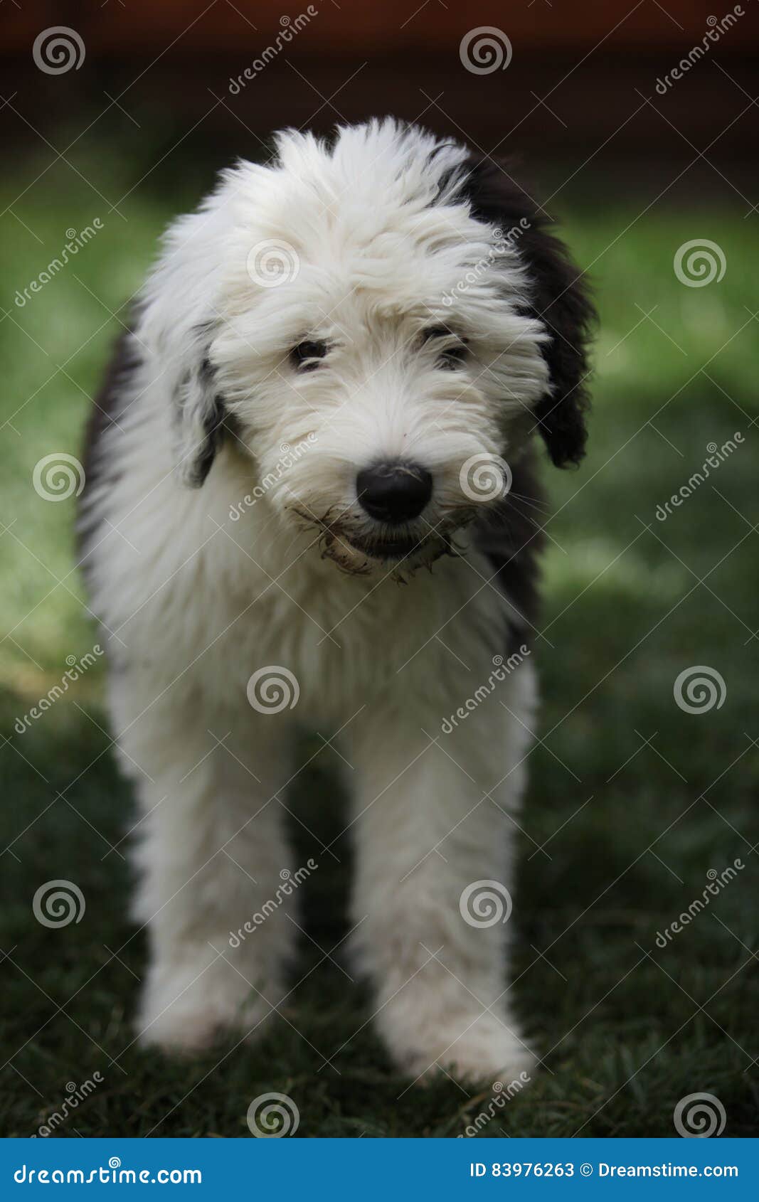 Filhote De Cachorro Inglês Velho Do Sheepdog Foto de Stock