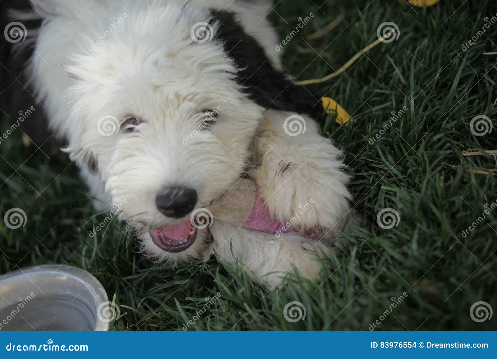 Filhote De Cachorro Inglês Velho Do Sheepdog Foto de Stock