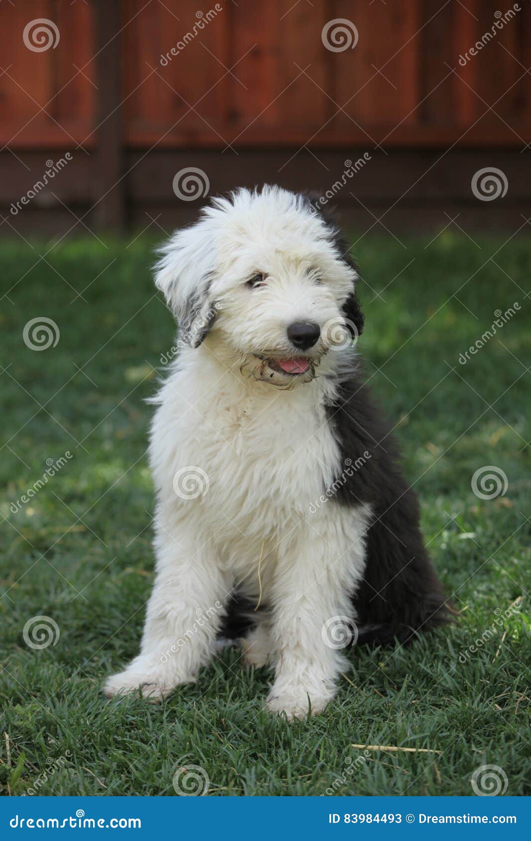 Filhote De Cachorro Inglês Velho Do Sheepdog Foto de Stock