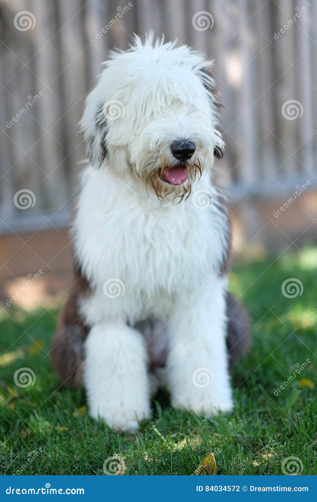 Filhote De Cachorro Inglês Velho Do Sheepdog Foto de Stock