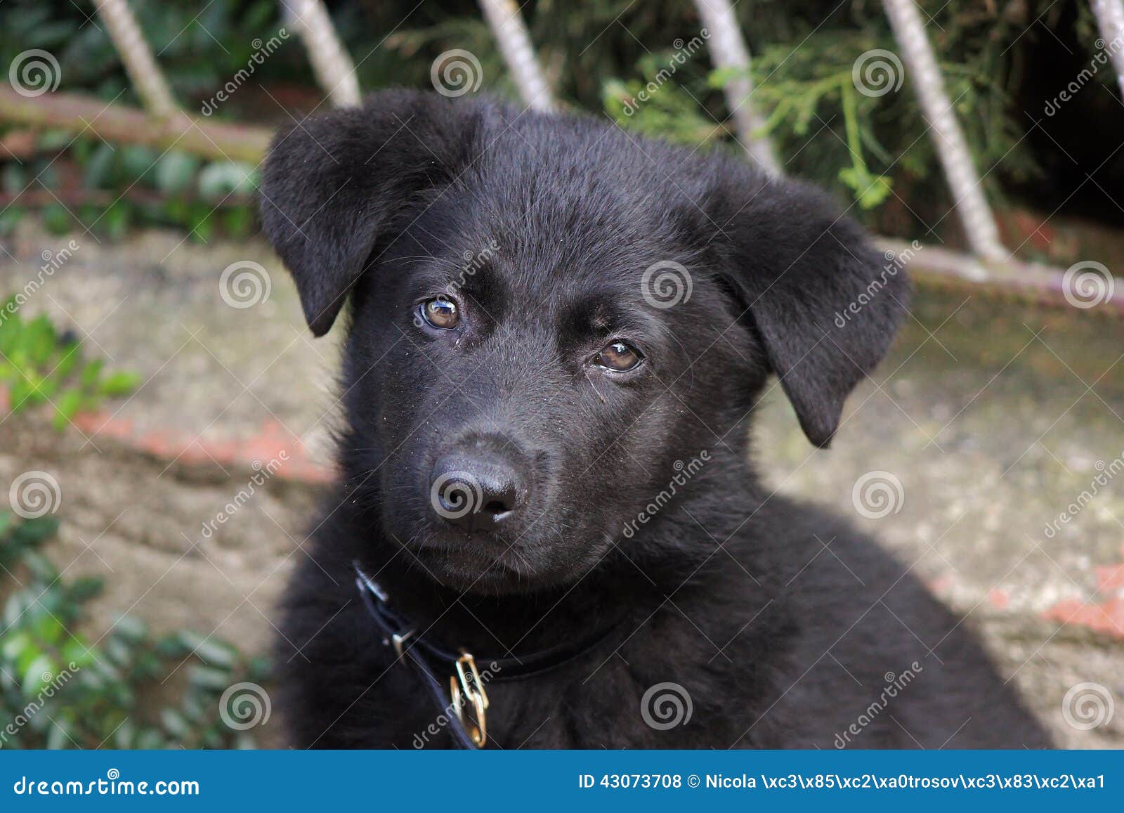 Filhote De Cachorro Preto Do Pastor Alemao Foto De Stock Imagem