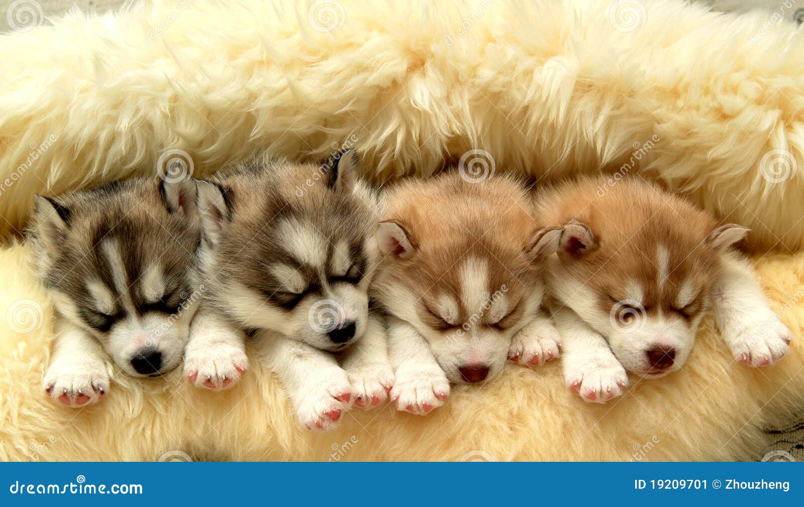 Filhote de husky imagem de stock. Imagem de azul, atrativo - 19209701, image size:1600x1010