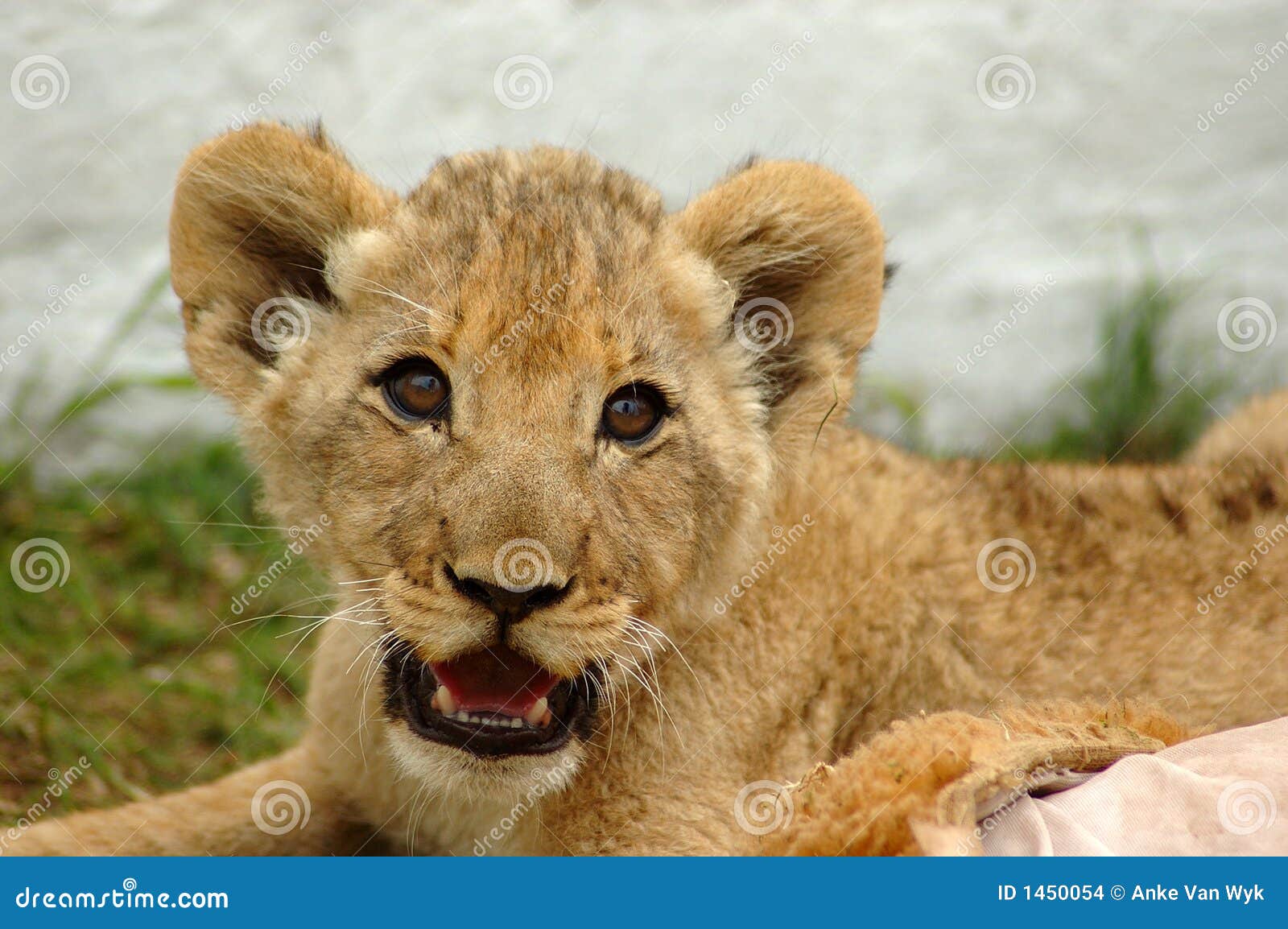 Filhote De Leao Foto De Stock Imagem De Leao Filhote 1450054