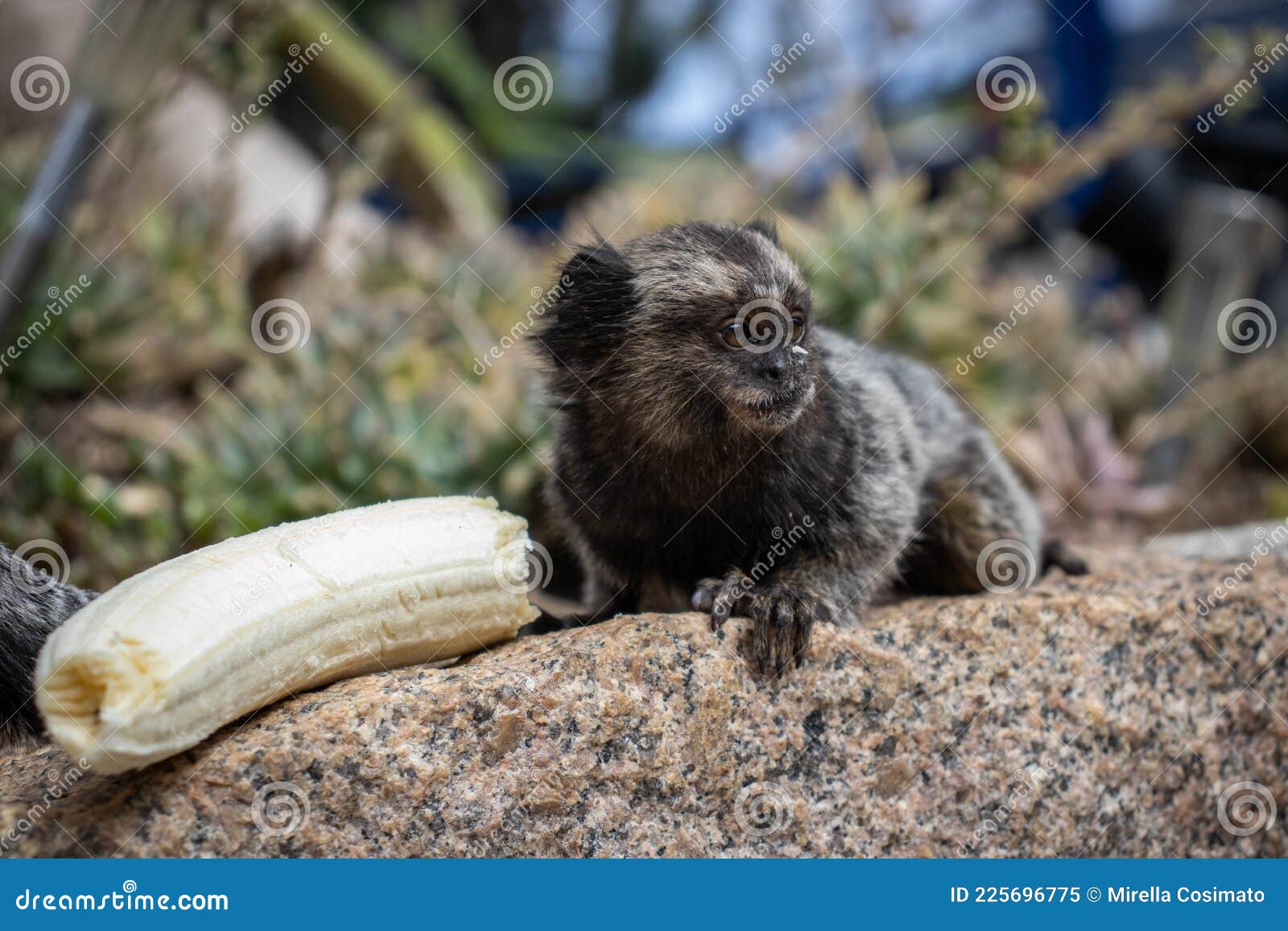 Macaco Sagui comendo banana Stock Photo