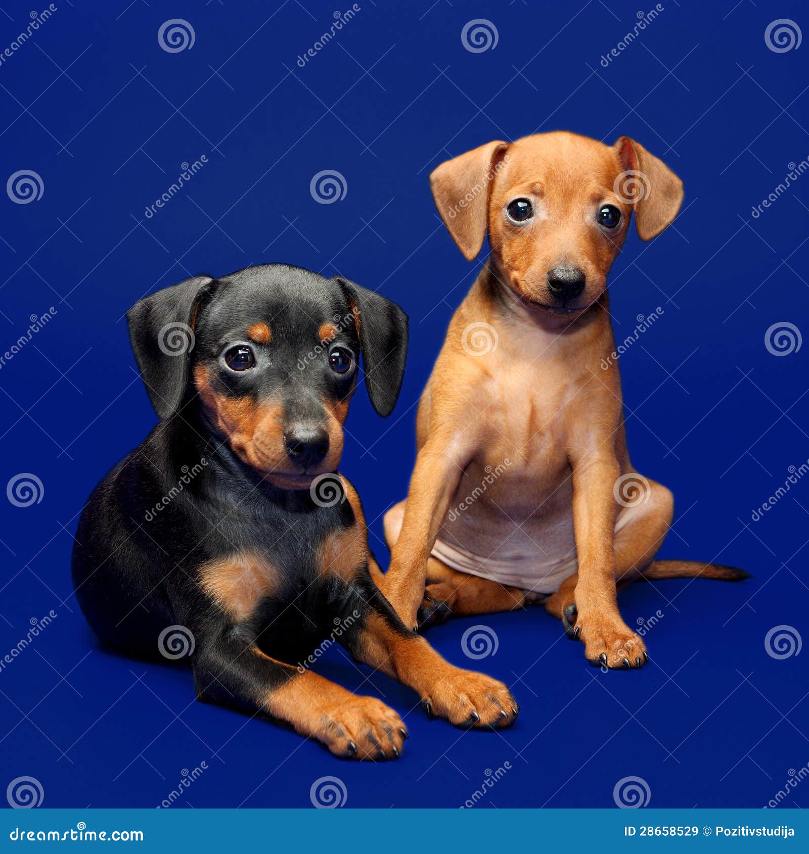 Filhotes De Cachorro Do Pinscher Diminuto Imagem de Stock Imagem de