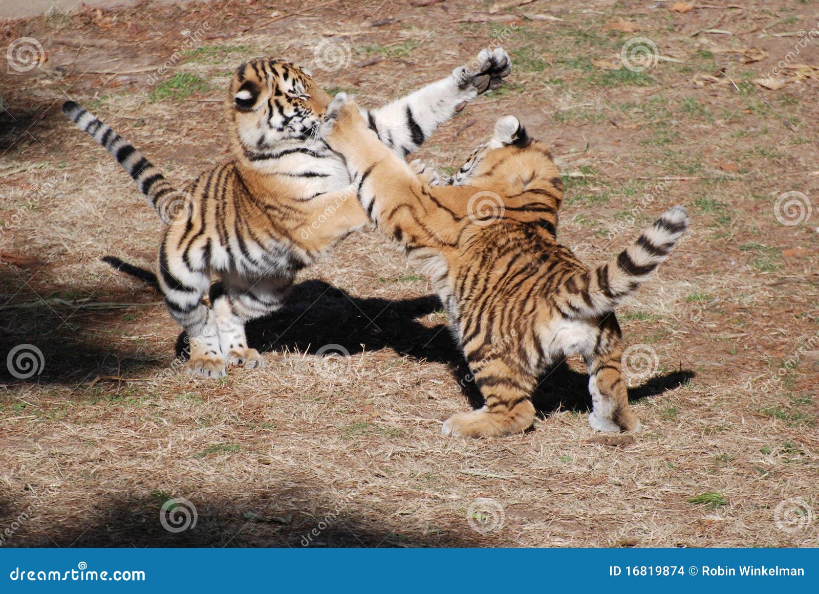 Jogo do tigre imagem de stock. Imagem de respingo, lago - 26669937