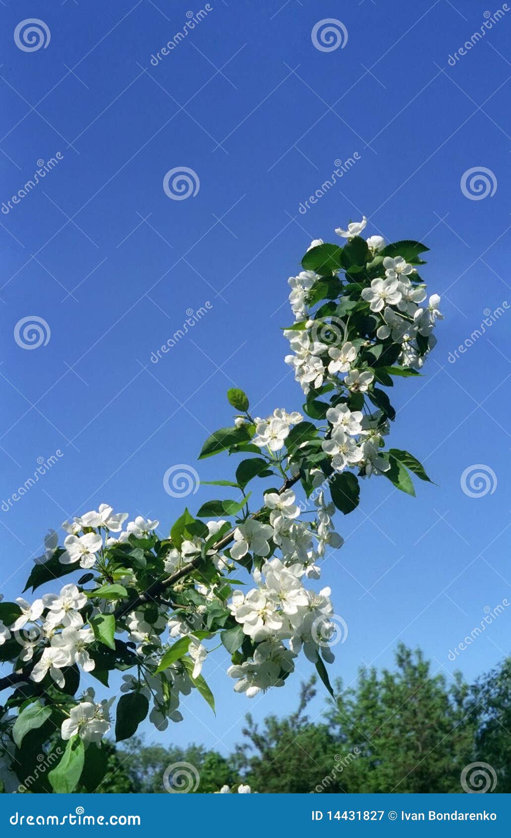 Filial da maçã-árvore de florescência de encontro ao céu azul