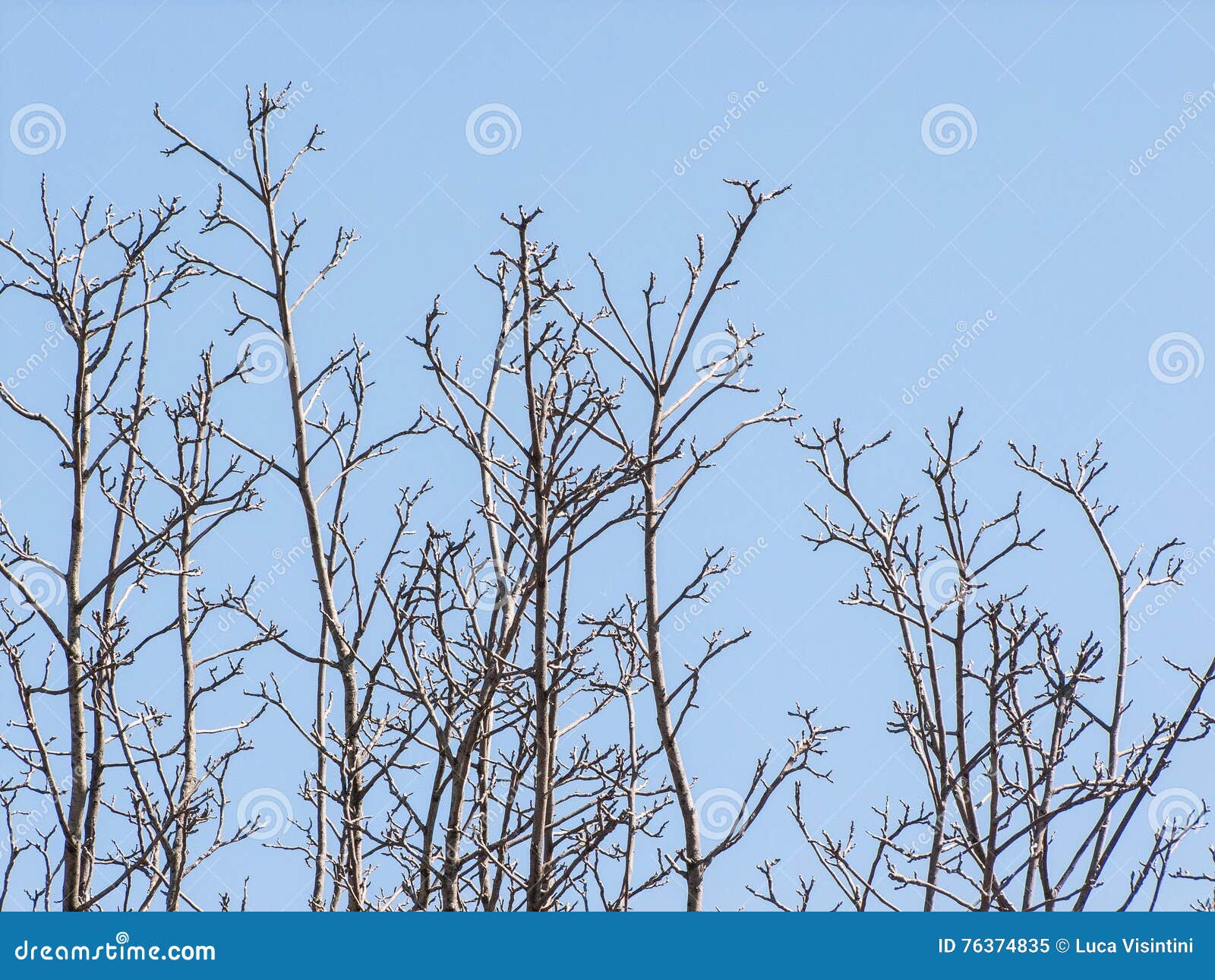 Filialen. Filialer av ett valnötträd på en molnfri himmel