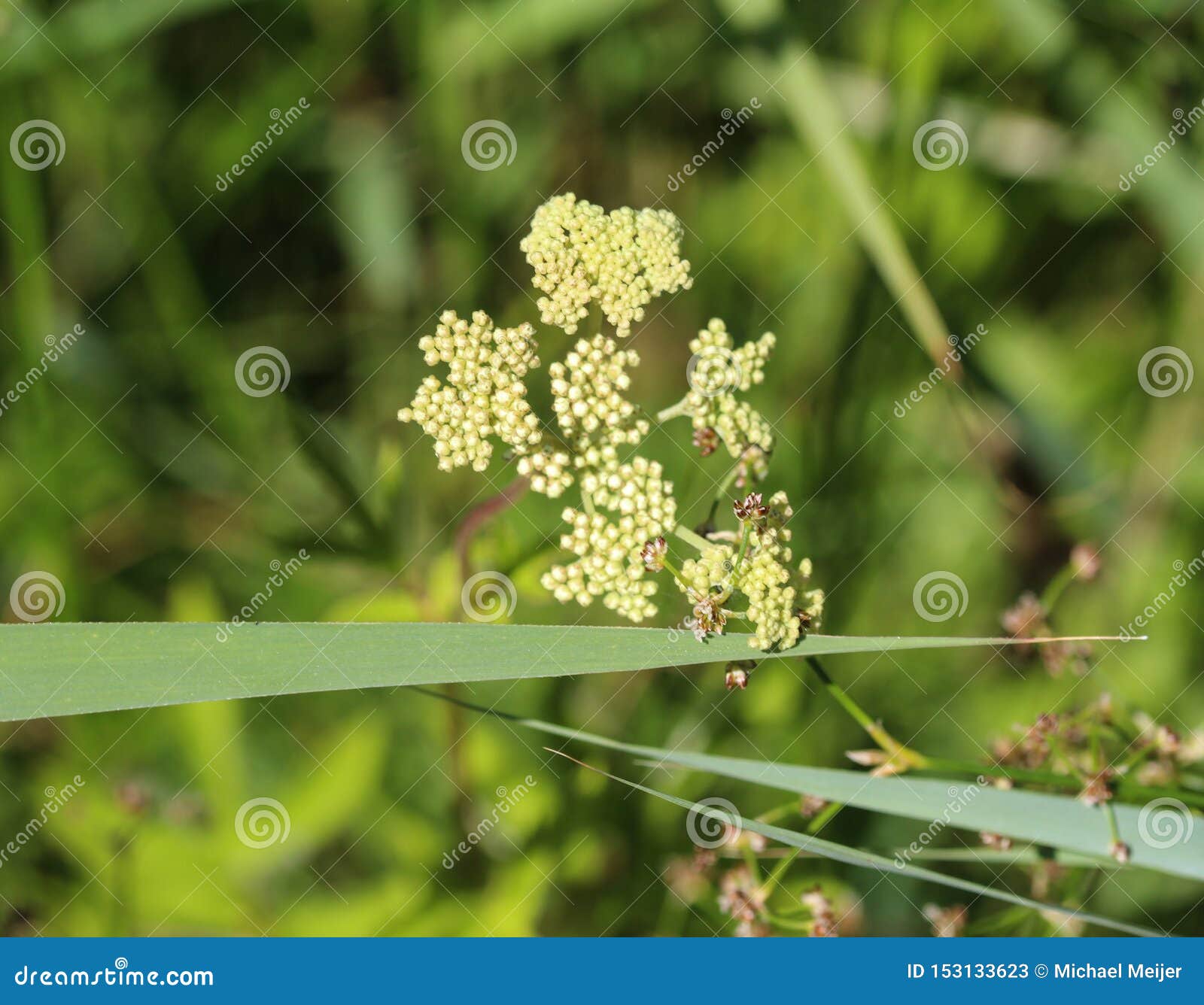 filipendula ulmaria, commonly known as meadowsweet or mead wort flower, blooming in spring