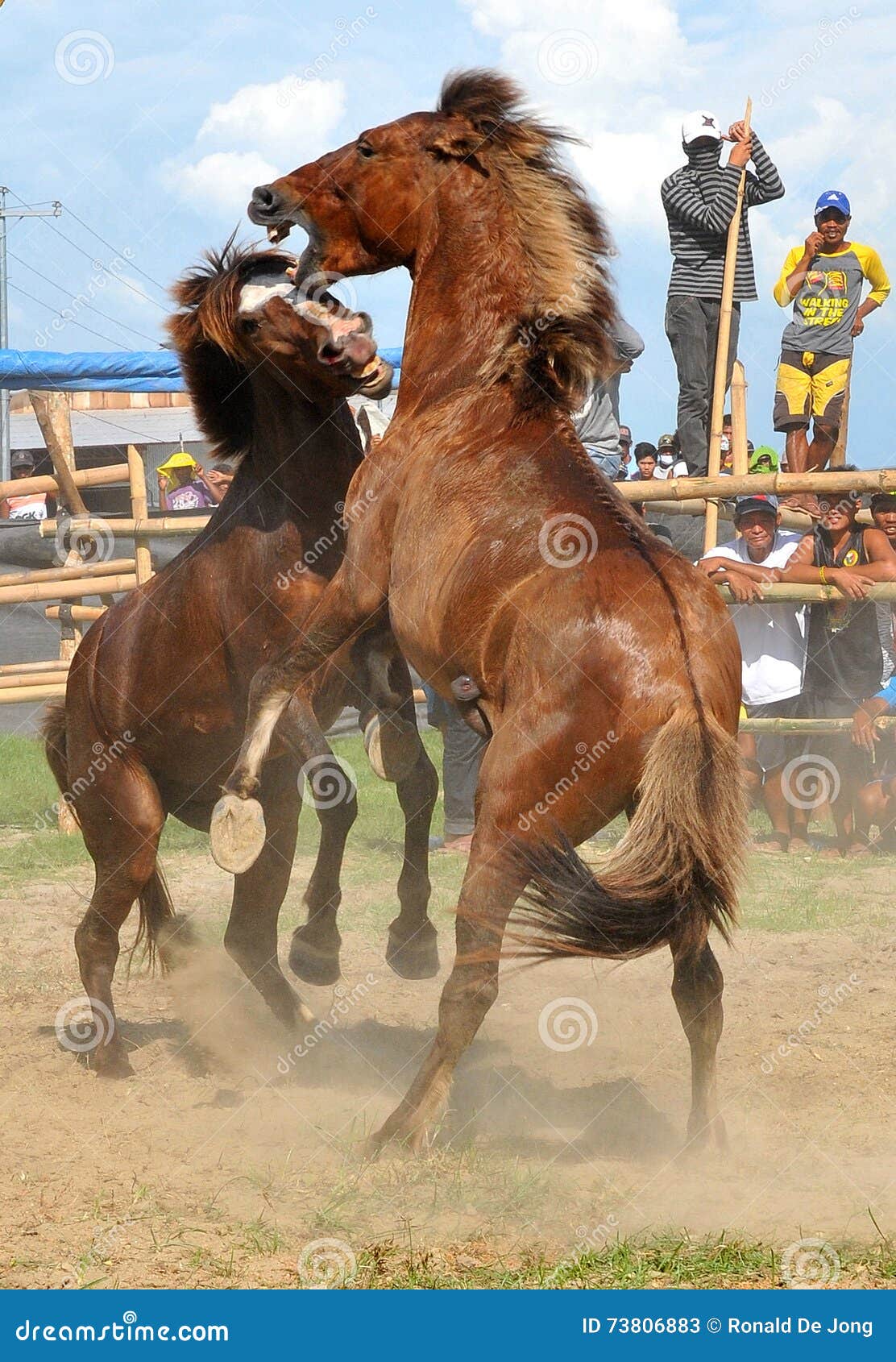 Fundo Cowboy Monta Uma Corda De Salto De Competição De Cavalo