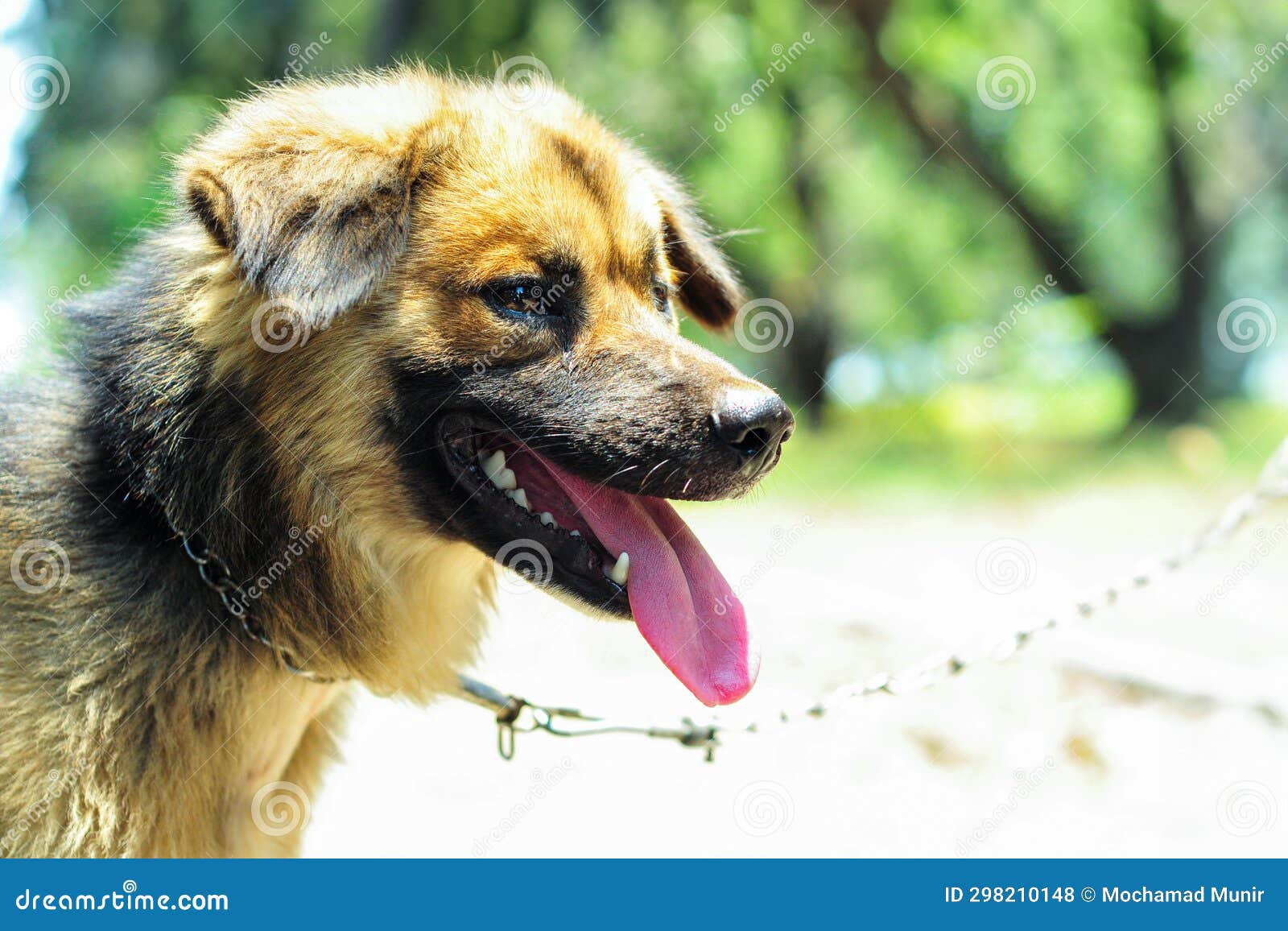 a filipino aspin dog is standing