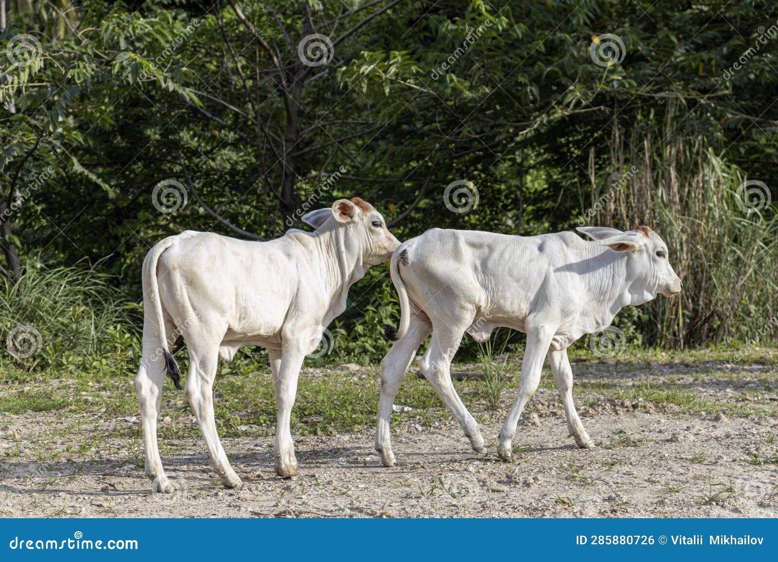 Filipino White Calves are Grazing Near the Road! Stock Photo Image of