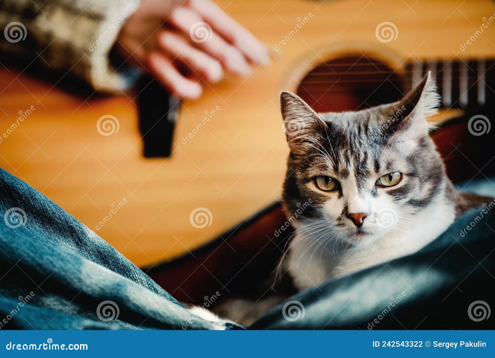 Fille S'assoit Sur Le Canapé Dans La Chambre Et Joue De La Guitare Pour Chat.  Amitié Et Amour Pour L'animal. Photo stock - Image du appréciez, caucasien:  242543322