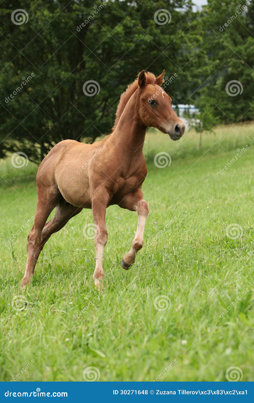 Filly of Sorrel Solid Paint Horse Running Stock Photo Image of