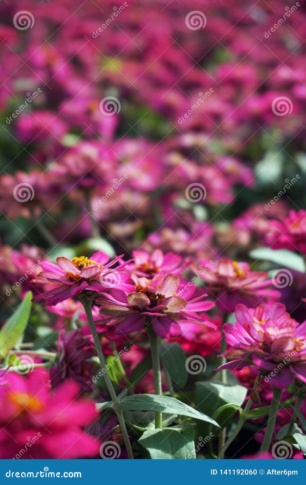 Fim Acima Das Flores Cor-de-rosa Pequenas Foto de Stock - Imagem de flores,  colorido: 141192060