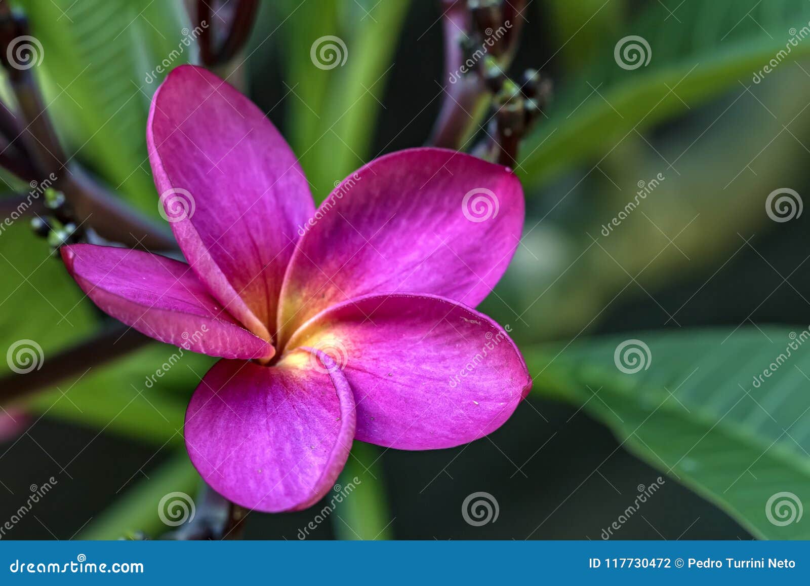 Fim Cor-de-rosa Da Flor Do Jasmim Acima Da Foto - Stephanense Do Jasminum X  Foto de Stock - Imagem de roxo, amarelo: 117730472