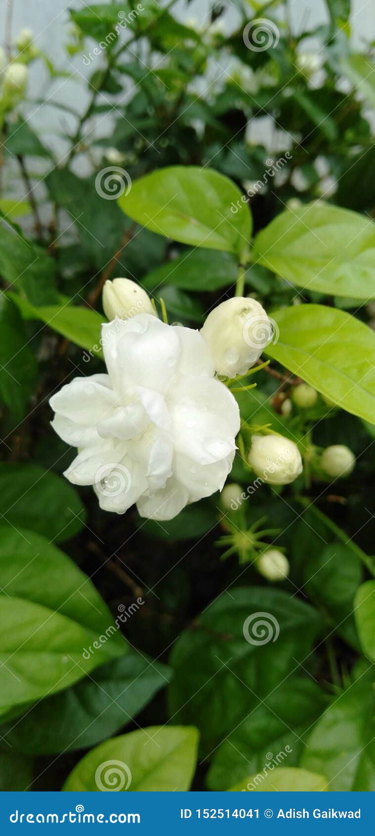 Fim Da Flor De Jasmin Arabian Acima Da Imagem Imagem de Stock - Imagem de  jasmim, branco: 152514041