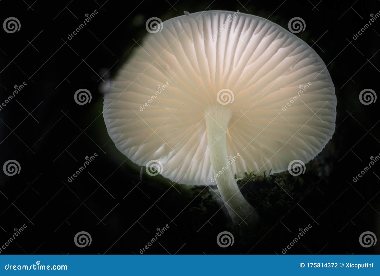 fim do cogumelo transparente da luz de fundo na floresta escura do sul do brasil