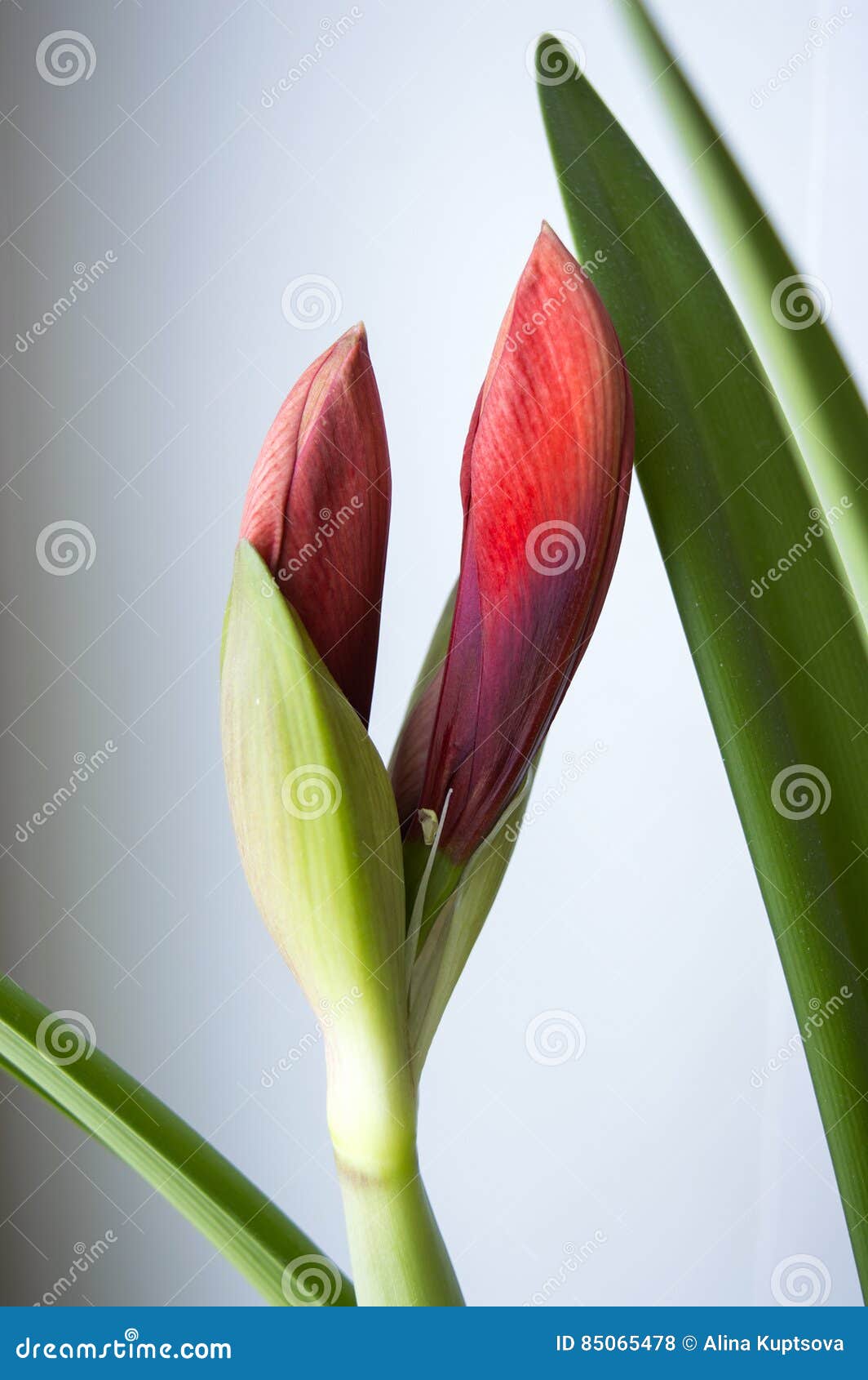 Fim Vermelho Da Flor Em Botão Da Amarílis Acima Foto de Stock - Imagem de  cercado, floral: 85065478