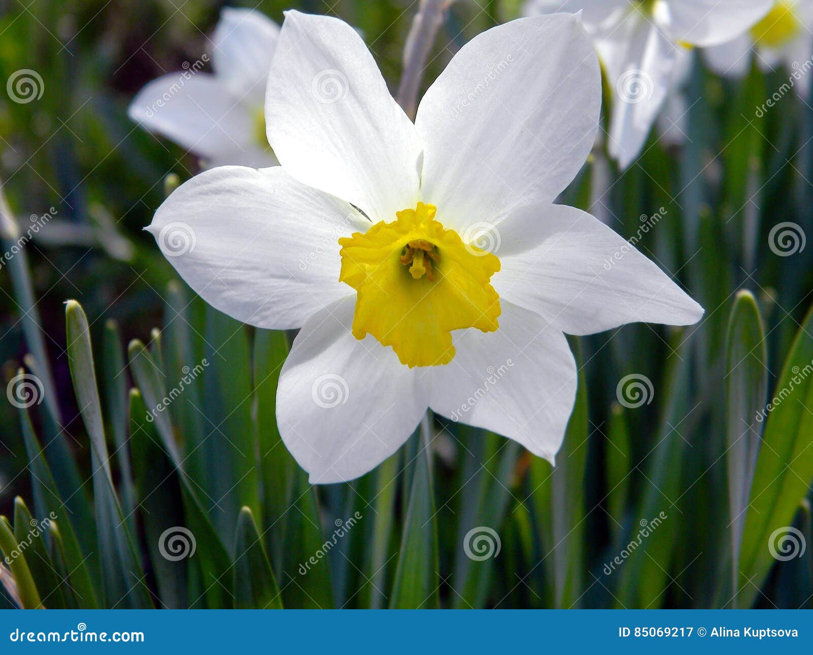 Fin Blanche De Fleur De Jonquille Image stock - Image du bulbeux, fond:  85069217