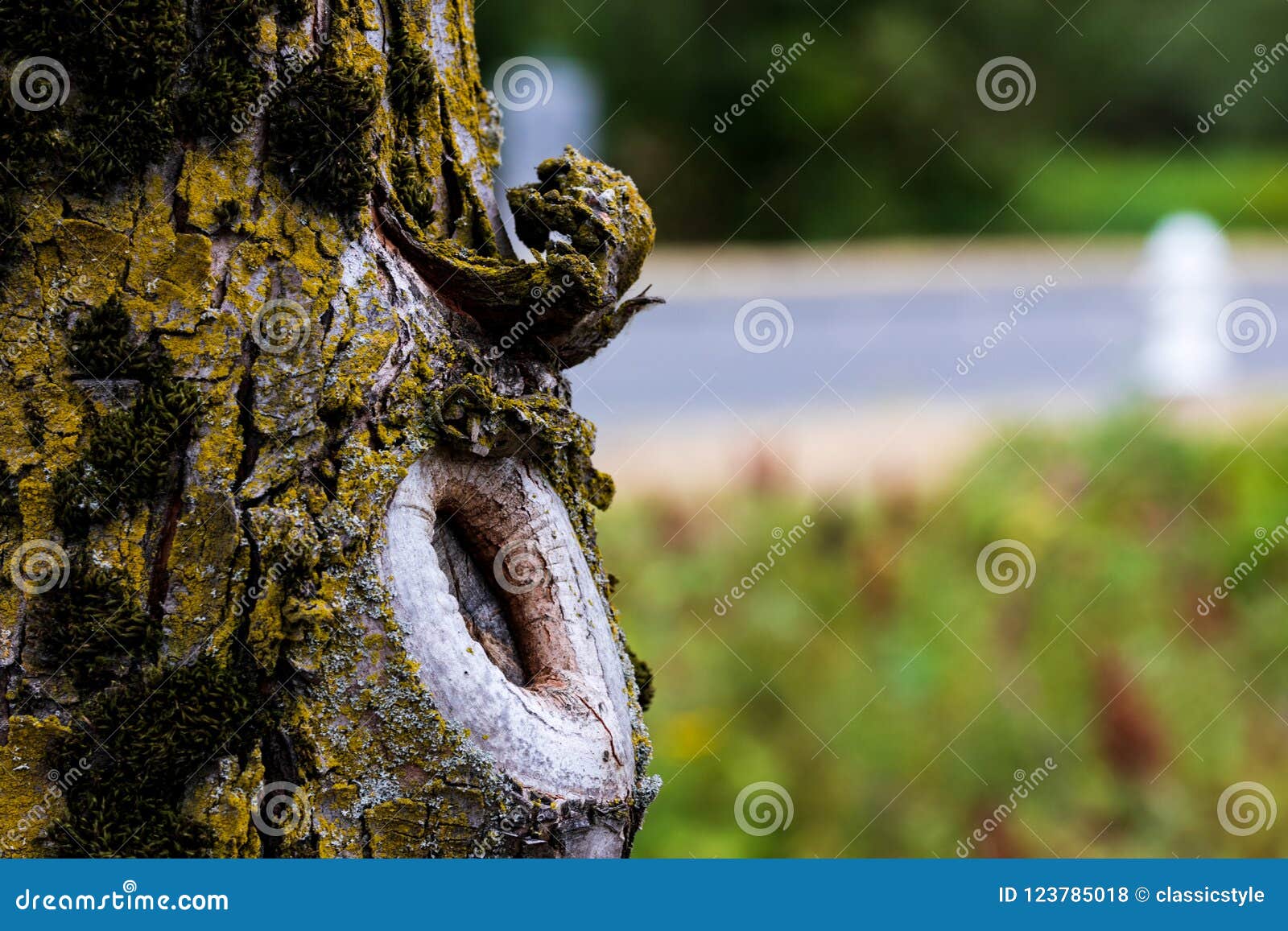 Fin De Noeud D Arbre Avec L Herbe Et La Route Photo Stock Image Du Arbres Wooden 123785018