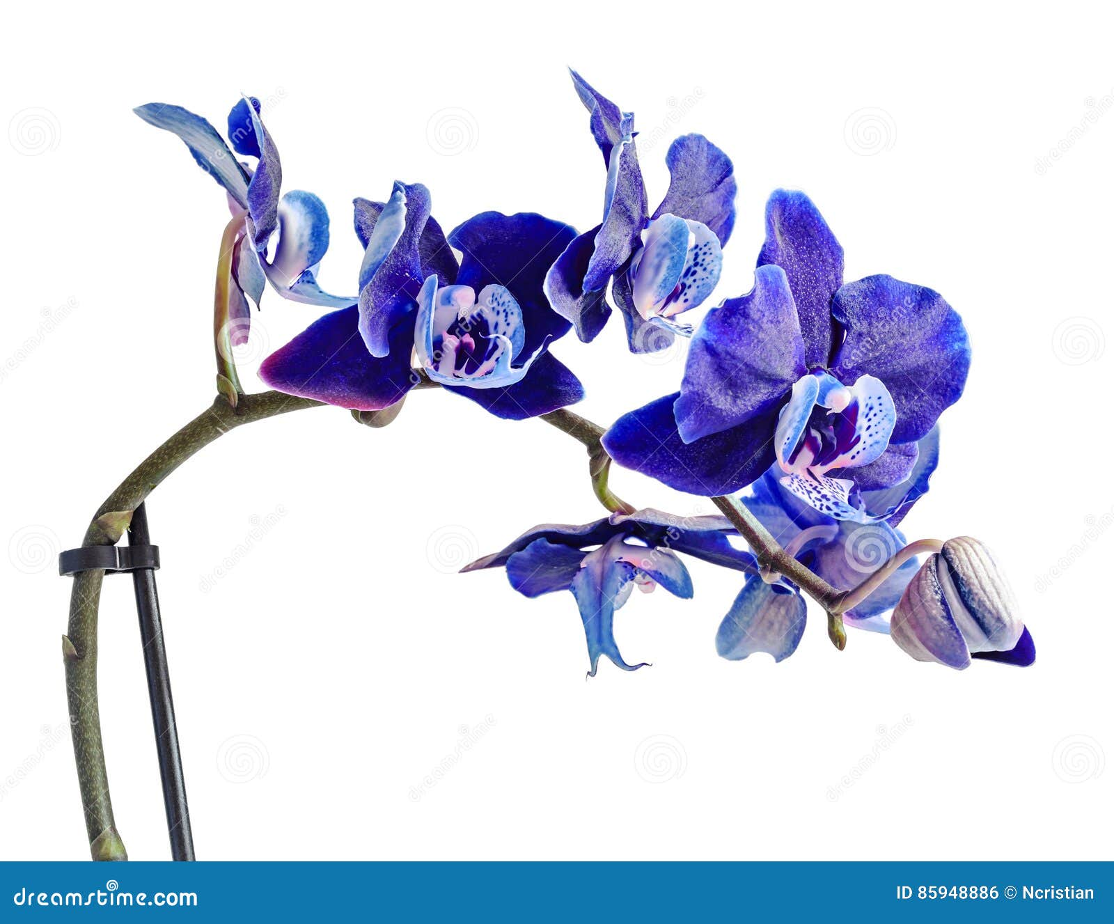 Fin Foncée D'orchidée Violette, Mauve, Bleue Vers Le Haut De La Fleur De  Branche, D'isolement Photo stock - Image du flore, houseplant: 85948886