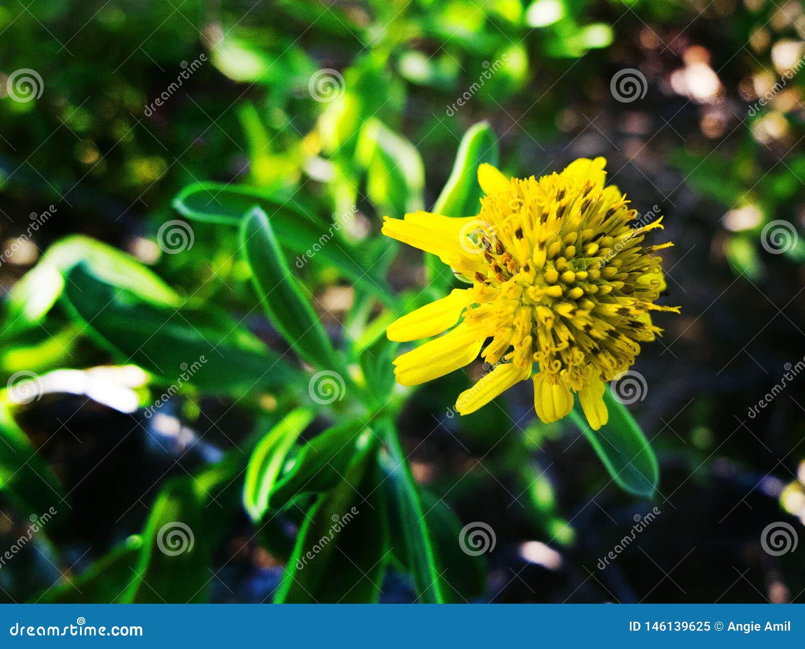 Fin Jaune De Fleur De Pissenlit De La Floride Image Stock Image Du Closeup Lame Fin Jaune De Fleur De Pissenlit De La Floride Image Stock Image Du Closeup Lame