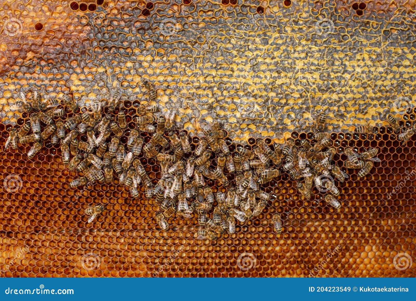 Fin Naturelle De Couleur Vers Le Haut En Nid D'abeilles Dans La Ruche En  Bois Avec Des Abeilles Dessus. Concept De L'apiculture Image stock - Image  du hexagone, fond: 204223549