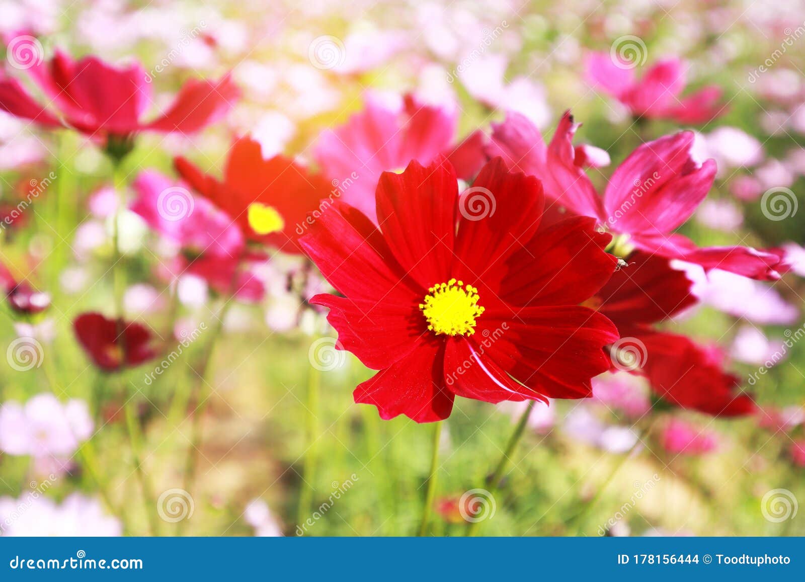 Fin Vers Le Haut De La Fleur Rouge De Cosmos La Floraison En Fleurs Du  Jardin Situé à L'arrière De La Belle Pour Joyeuse Saint-val Photo stock -  Image du jour, épanouissement: