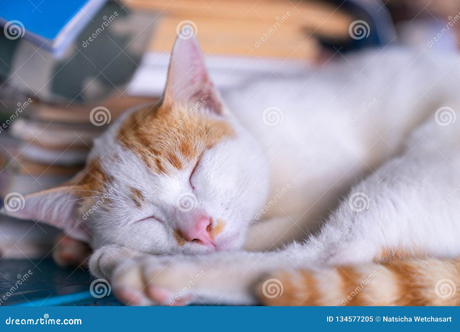 Fin Vers Le Haut Du Sommeil Chat Raye Blanc Et Orange Image Stock Image Du Mensonge Visage Fin Vers Le Haut Du Sommeil Chat Raye Blanc Et Orange Image Stock Image Du Mensonge Visage