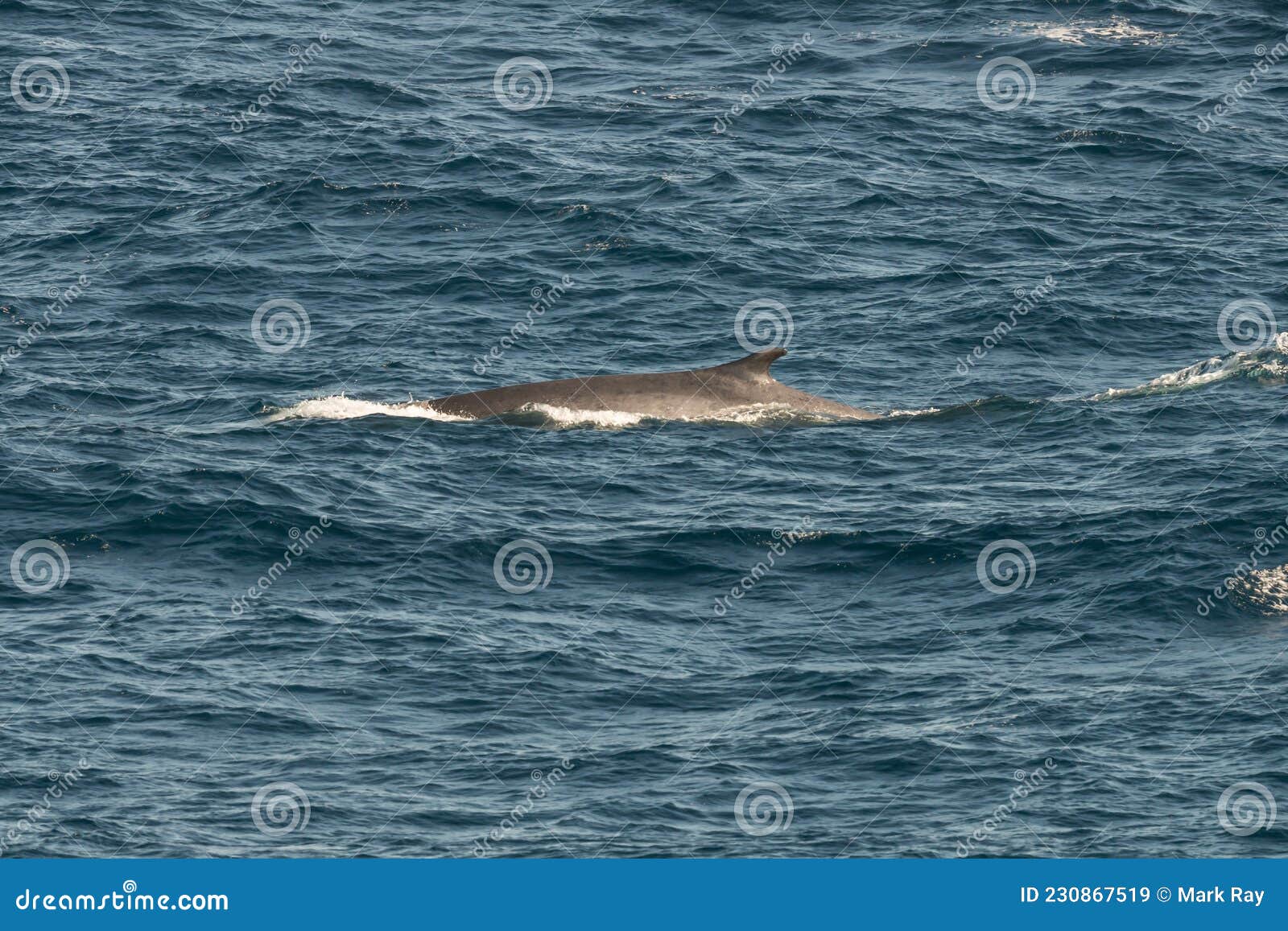 A Fin Whale , Also Known As a Finback Whale. Stock Image - Image of dorsal,  second: 230867519
