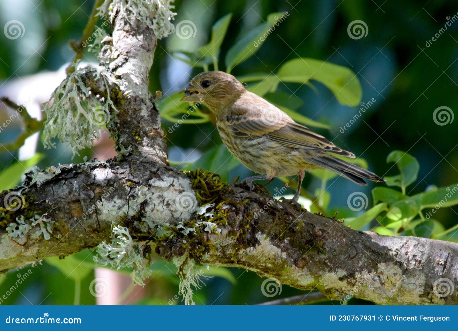 brown striped house finch on branch 04
