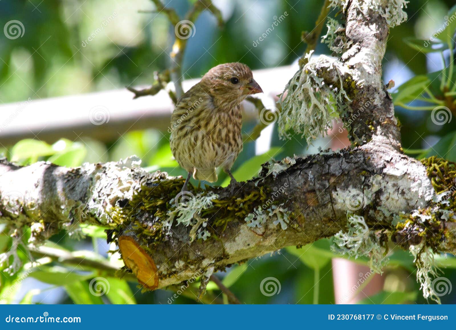 brown striped house finch on branch 13