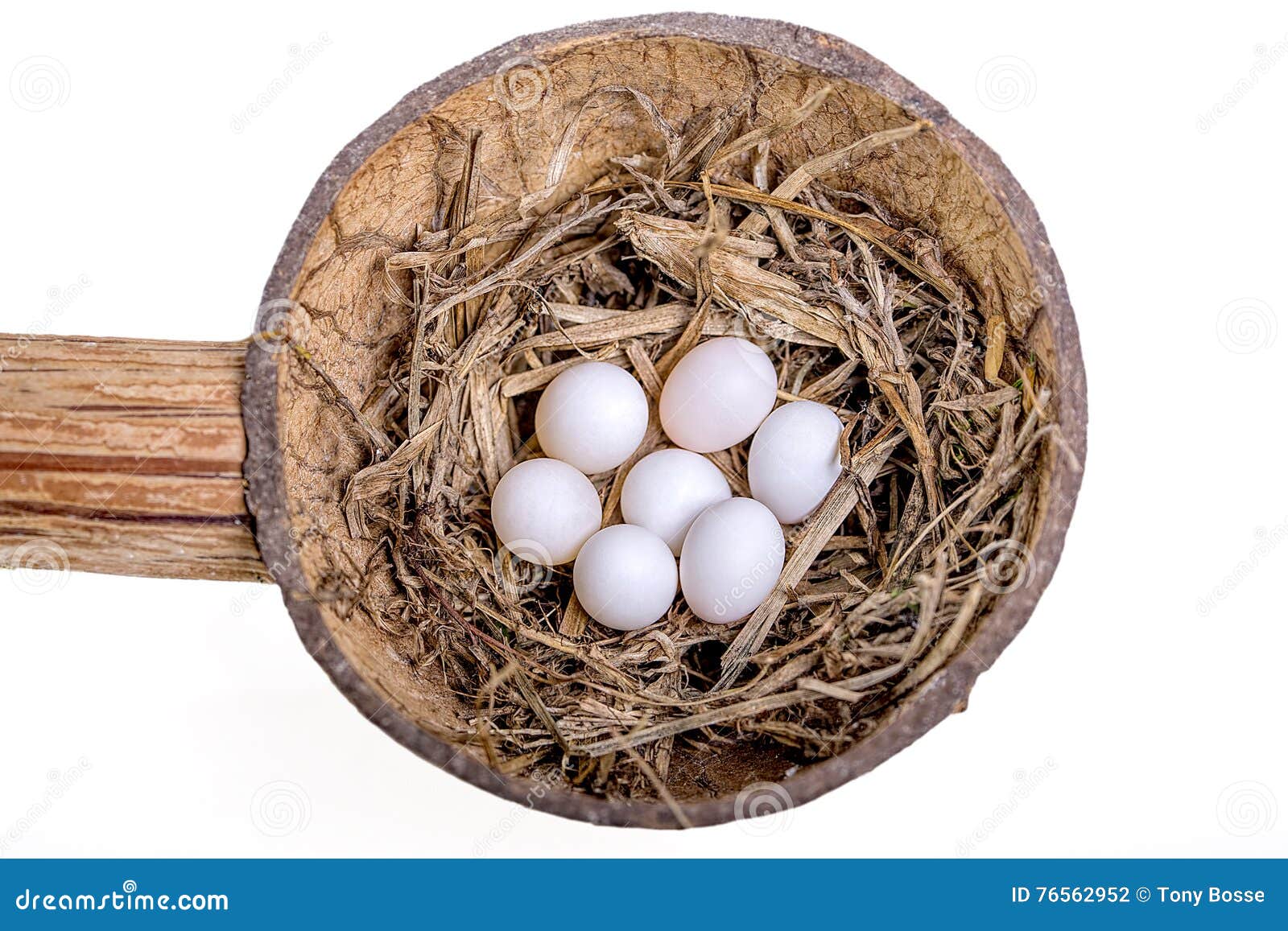 Finch Eggs stock photo. Image of finches, natural, eggs 76562952