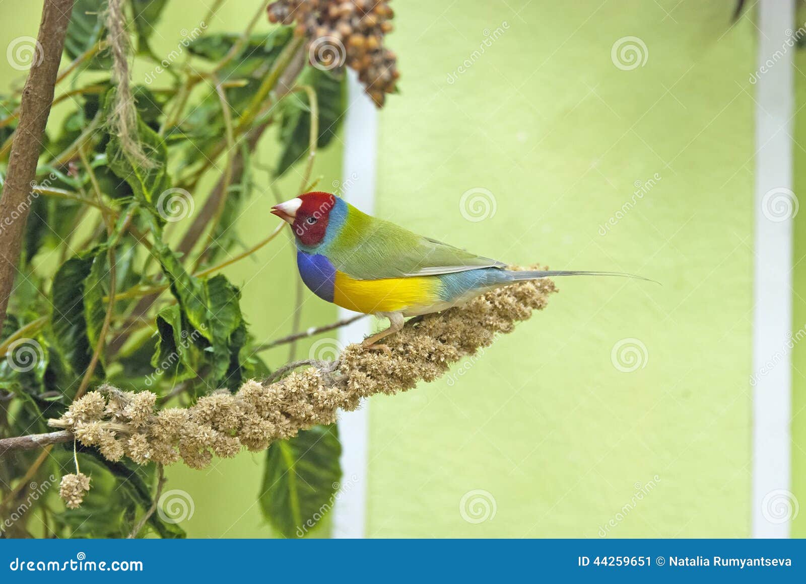 Finch Gouldian (gouldiae Erythrura) - ένα ζωηρόχρωμο πουλί