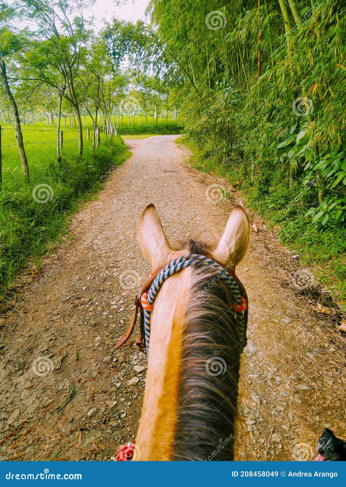Find Happiness Riding a Horse Stock Image Image of happiness, pathway