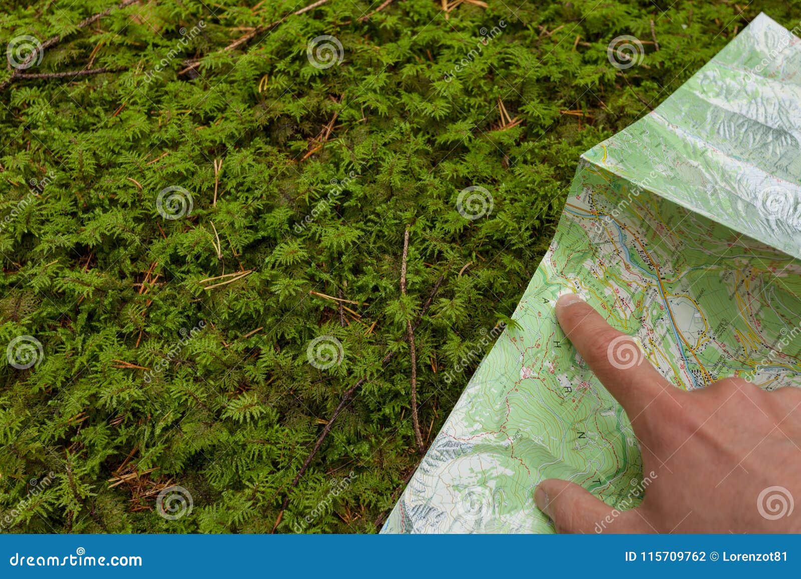 finding the right position in the forest with a map